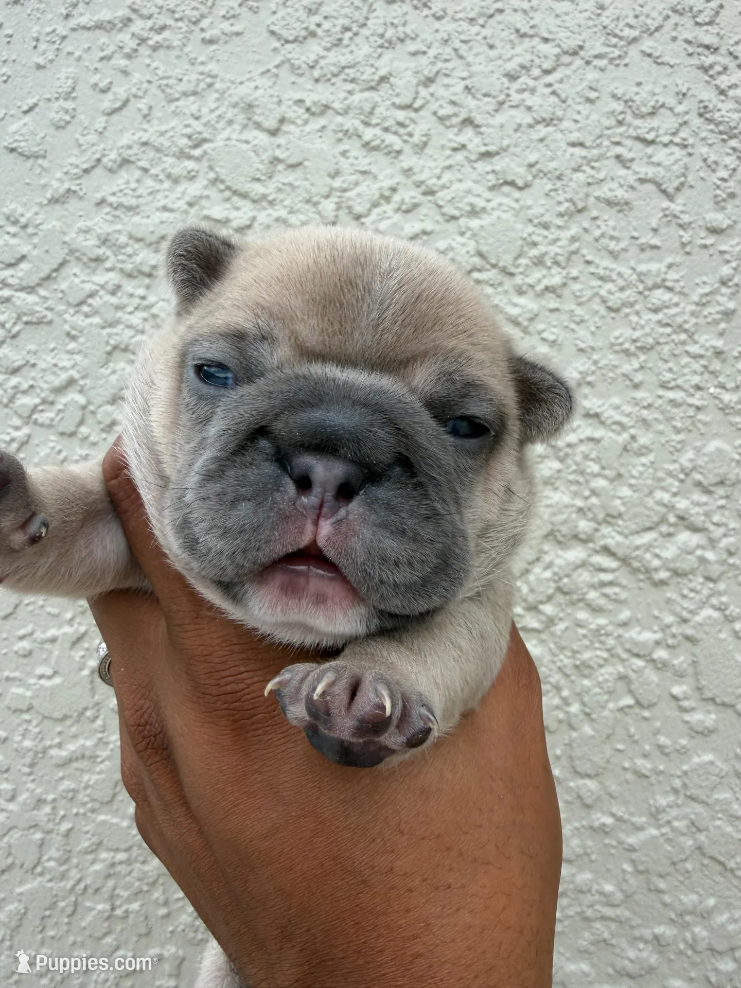 Sherman, a male French Bulldog for sale in Orlando, FL – Photo 1 of 3