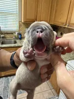 Sherman, a male French Bulldog for sale in Orlando, FL – Photo 3 of 3