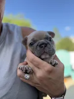 Sherman, a male French Bulldog for sale in Orlando, FL – Photo 2 of 4