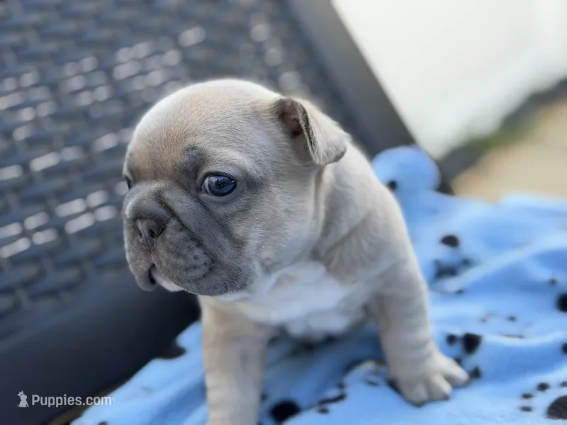 Sherman – French Bulldog puppy for sale in Orlando, FL