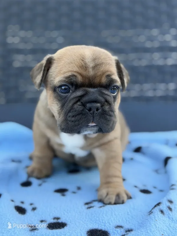 Theodore – French Bulldog puppy for sale in Orlando, FL