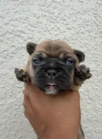 Theodore, a male French Bulldog for sale in Orlando, FL – Photo 4 of 4