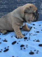 Theodore, a male French Bulldog for sale in Orlando, FL – Photo 2 of 4
