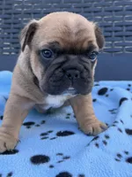 Theodore, a male French Bulldog for sale in Orlando, FL – Photo 3 of 4