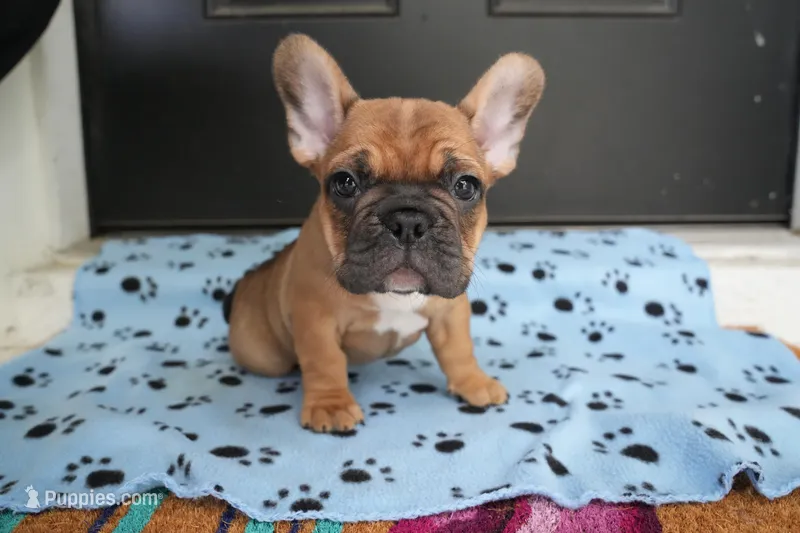 Theodore – French Bulldog puppy for sale in Orlando, FL