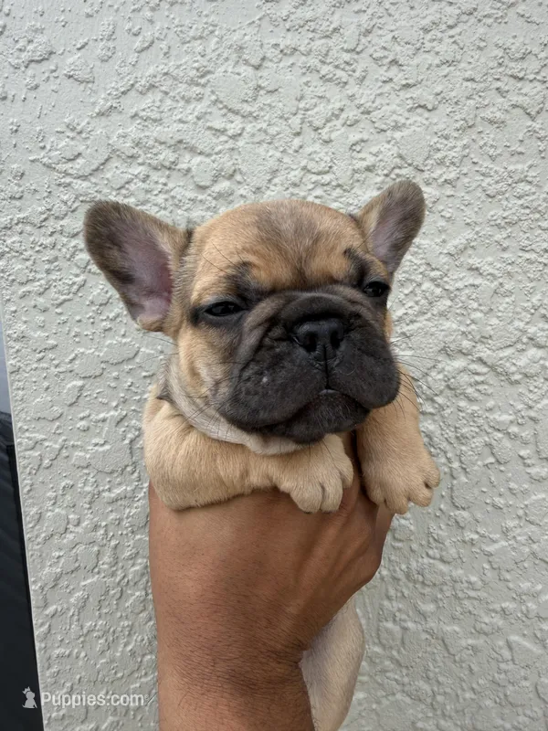 Theodore – French Bulldog puppy for sale in Orlando, FL