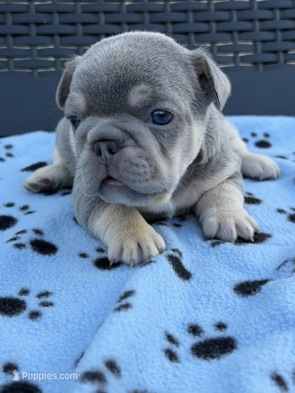 Star – French Bulldog puppy for sale in Orlando, FL