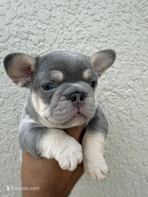Star – French Bulldog puppy for sale in Orlando, FL