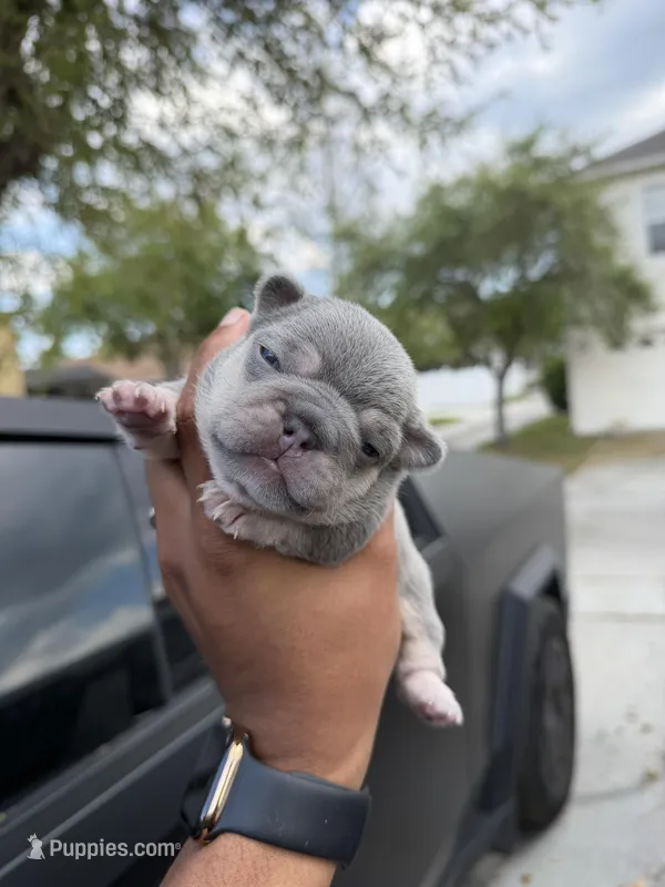 Star – French Bulldog puppy for sale in Orlando, FL