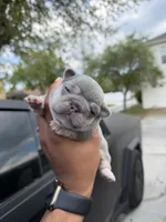 Star, a female French Bulldog for sale in Orlando, FL – Photo 1 of 3