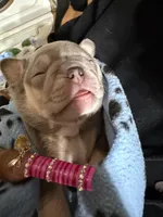 Star, a female French Bulldog for sale in Orlando, FL – Photo 2 of 3