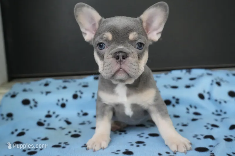 Star – French Bulldog puppy for sale in Orlando, FL