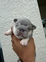 Star, a female French Bulldog for sale in Orlando, FL – Photo 3 of 3