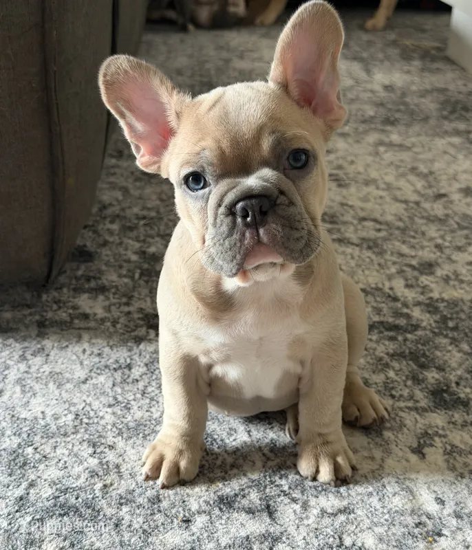 Sherman – French Bulldog puppy for sale in Orlando, FL