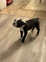 Stella, a female Boston Terrier for sale in Kennewick, WA – Photo 5 of 5
