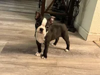 Stella, a female Boston Terrier for sale in Kennewick, WA – Photo 1 of 5