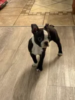 Stella, a female Boston Terrier for sale in Kennewick, WA – Photo 3 of 5