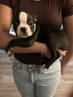 Stella, a female Boston Terrier for sale in Kennewick, WA – Photo 2 of 5