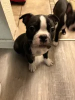 Chubbs , a male Boston Terrier for sale in Kennewick, WA – Photo 2 of 5