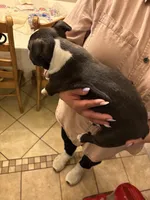 Chubbs , a male Boston Terrier for sale in Kennewick, WA – Photo 5 of 5