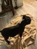 Chubbs , a male Boston Terrier for sale in Kennewick, WA – Photo 3 of 5