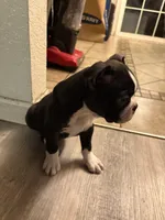 Chubbs , a male Boston Terrier for sale in Kennewick, WA – Photo 4 of 5