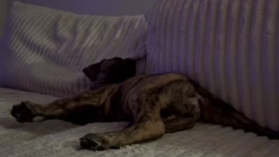Duke, a male Great Dane for sale in Stafford, VA – 2 of 2