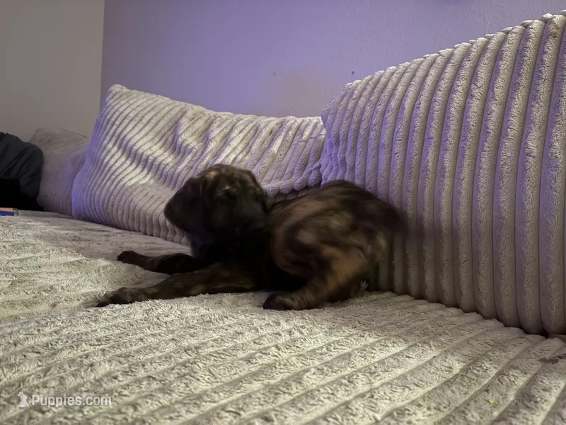 Duke – Great Dane puppy for sale in Stafford, VA