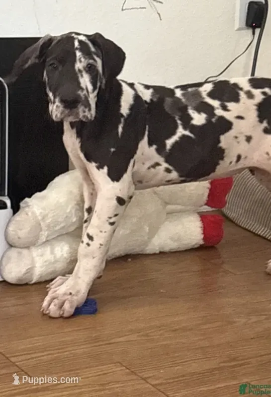 Rose – Great Dane puppy for sale in Stafford, VA