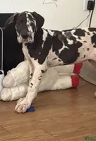 Rose, a female Great Dane for sale in Stafford, VA – 1 of 1