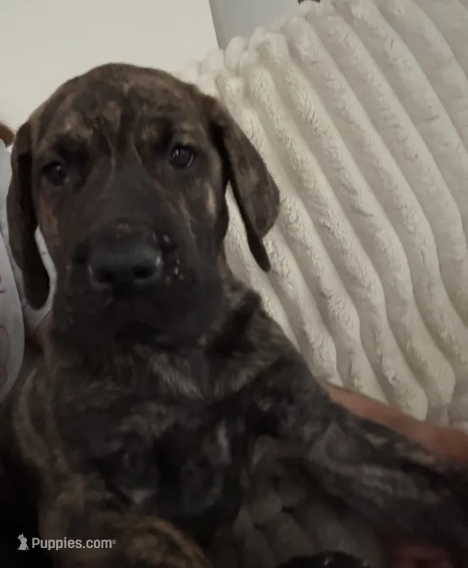 Duke – Great Dane puppy for sale in Stafford, VA