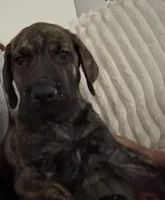 Duke, a male Great Dane for sale in Stafford, VA – 1 of 1