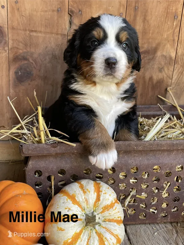 Millie Mae – Bernese Mountain Dog puppy for sale in Lake Odessa, MI