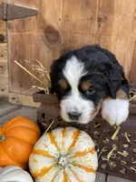 Millie Mae, a female Bernese Mountain Dog for sale in Lake Odessa, MI – 9 of 9