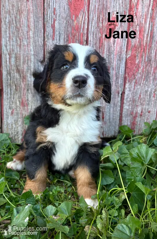 Liza Jane – Bernese Mountain Dog puppy for sale in Lake Odessa, MI