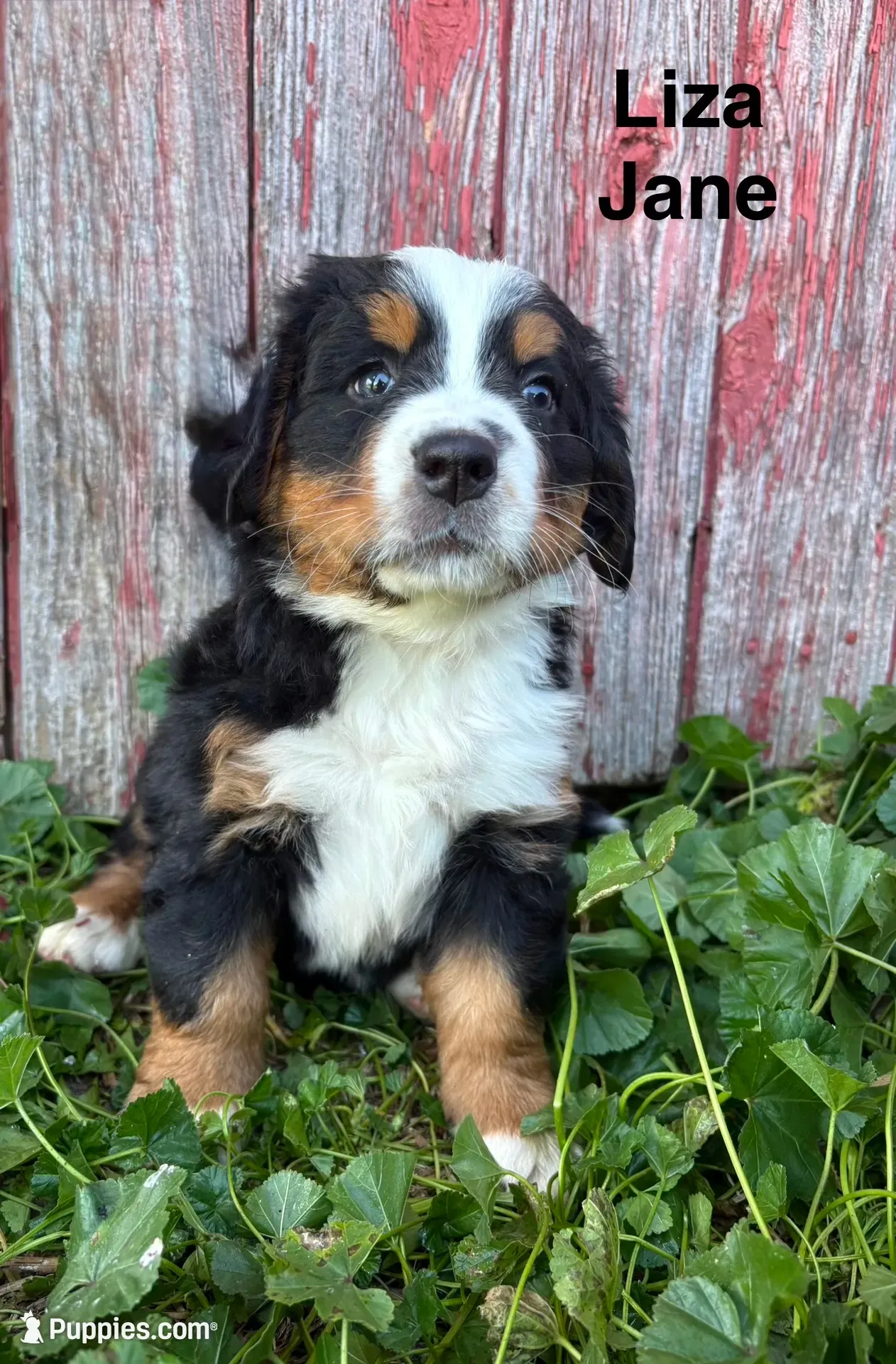 Liza Jane, a female Bernese Mountain Dog for sale in Lake Odessa, MI – 1 of 8