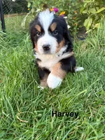 Harvey, a male Bernese Mountain Dog for sale in Lake Odessa, MI – 2 of 7