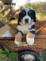 Harvey, a male Bernese Mountain Dog for sale in Lake Odessa, MI – 6 of 7