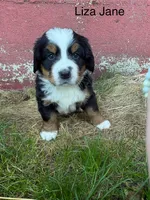 Liza Jane, a female Bernese Mountain Dog for sale in Lake Odessa, MI – 7 of 8