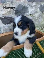 Harvey, a male Bernese Mountain Dog for sale in Lake Odessa, MI – 5 of 7