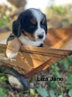Liza Jane, a female Bernese Mountain Dog for sale in Lake Odessa, MI – 2 of 8