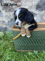 Liza Jane, a female Bernese Mountain Dog for sale in Lake Odessa, MI – 6 of 8
