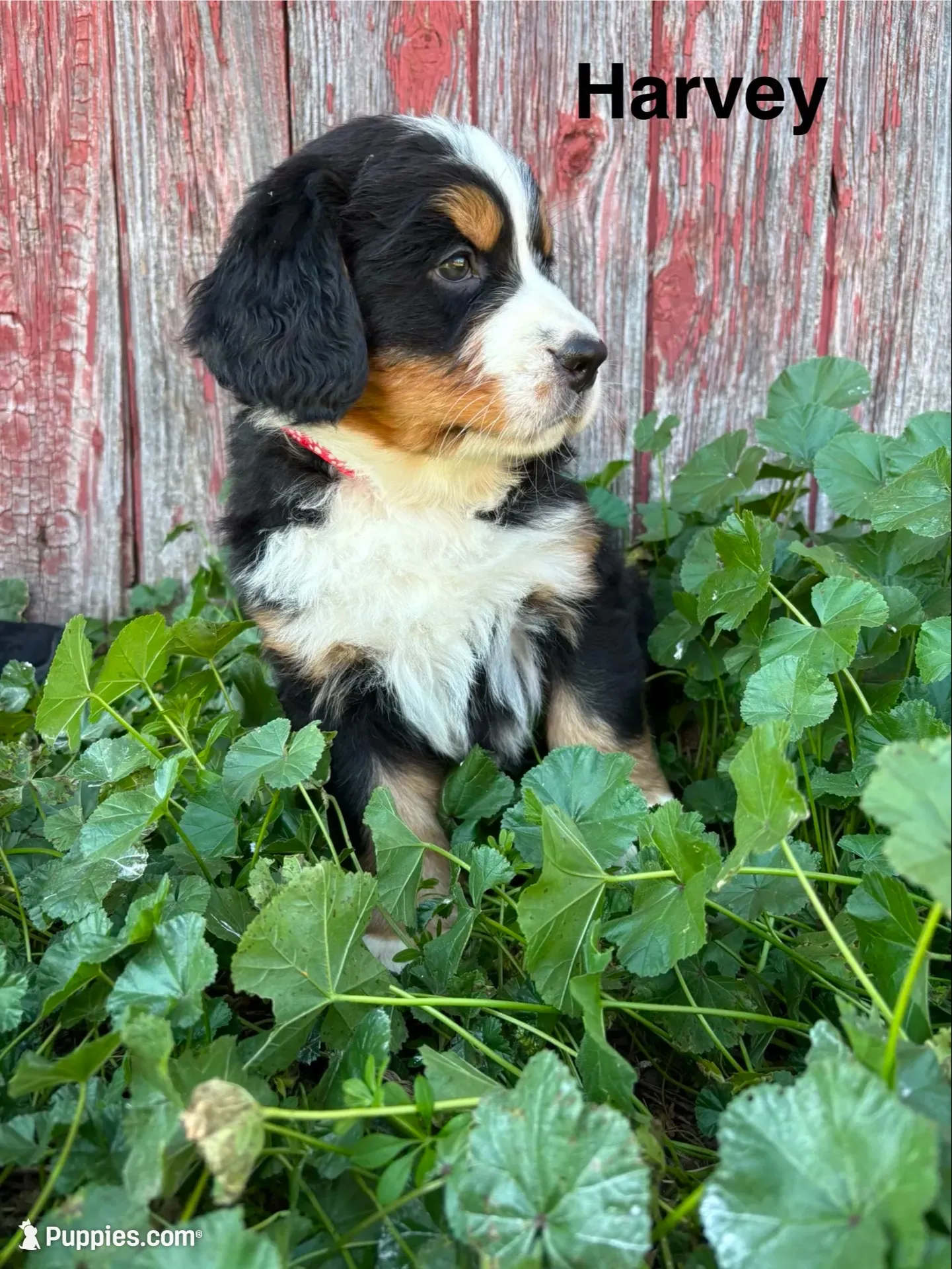 Harvey, a male Bernese Mountain Dog for sale in Lake Odessa, MI – 1 of 7