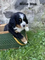 Millie Mae, a female Bernese Mountain Dog for sale in Lake Odessa, MI – 7 of 9