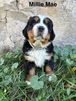 Millie Mae, a female Bernese Mountain Dog for sale in Lake Odessa, MI – 6 of 9