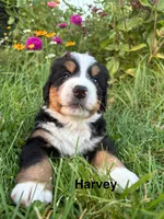 Harvey, a male Bernese Mountain Dog for sale in Lake Odessa, MI – 3 of 7