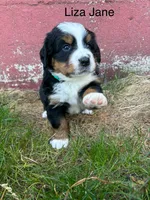 Liza Jane, a female Bernese Mountain Dog for sale in Lake Odessa, MI – 4 of 8
