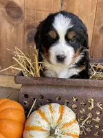 Millie Mae, a female Bernese Mountain Dog for sale in Lake Odessa, MI – 8 of 9