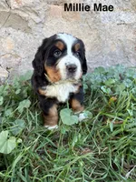 Millie Mae, a female Bernese Mountain Dog for sale in Lake Odessa, MI – 4 of 9