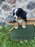 Liza Jane, a female Bernese Mountain Dog for sale in Lake Odessa, MI – 8 of 8